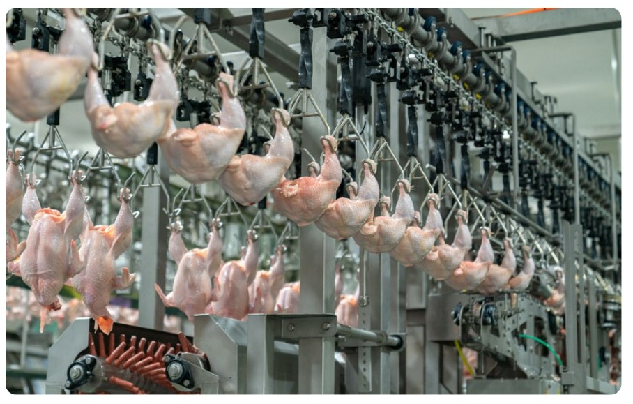 DE TRANSPORTE DE POLLOS DE ENGORDE AL PROCESAMIENTO 