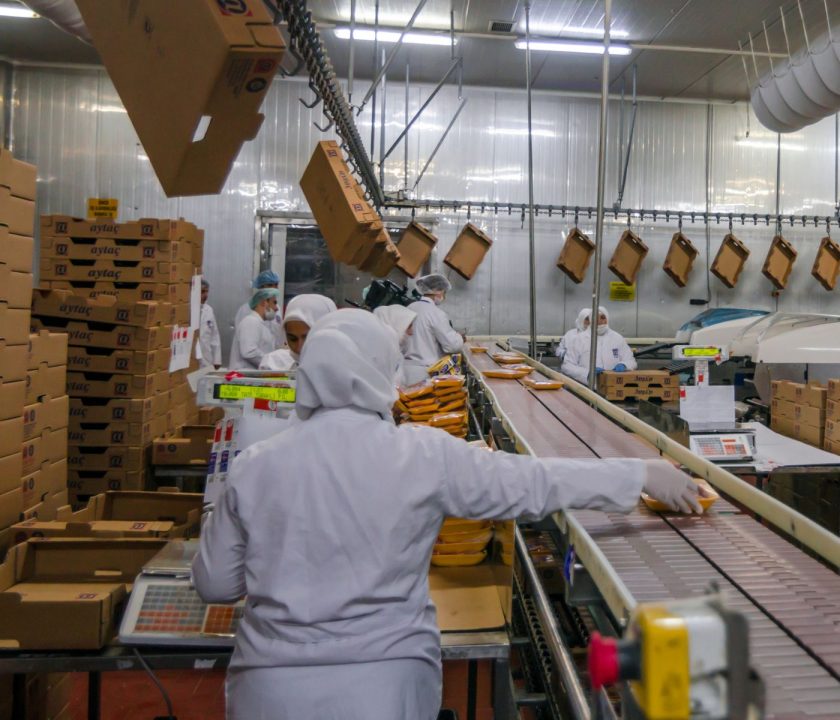 producción pollo