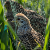 Quails