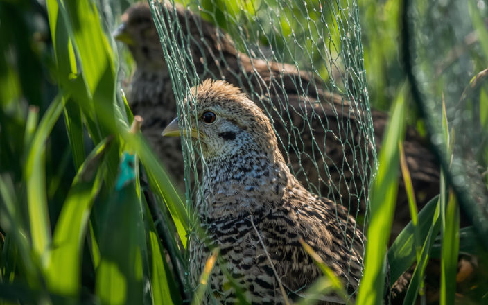 Collection Methods of Quails for Meat