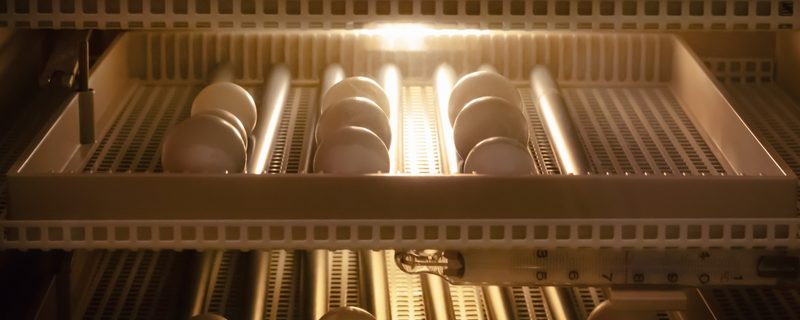 Una técnica con luz permite “ver” el interior del huevo sin romper la cáscara