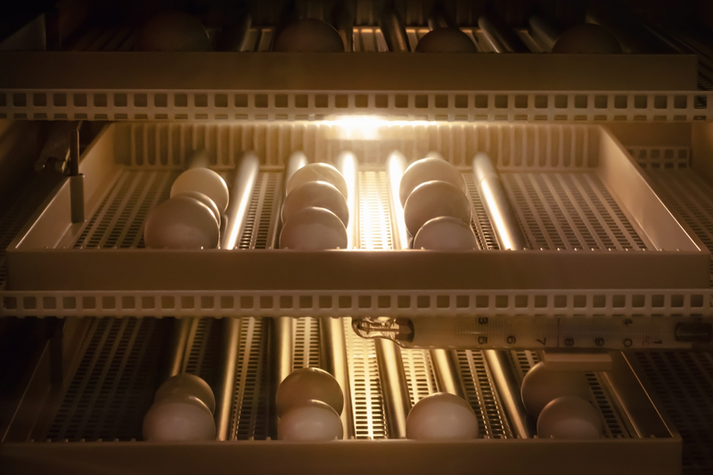 Huevo iluminado con luz para analizar su interior sin romper la cáscara