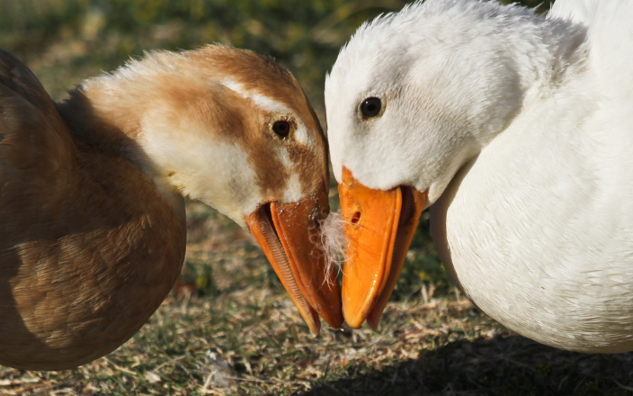 Duck and Goose Welfare: Challenges and Insights