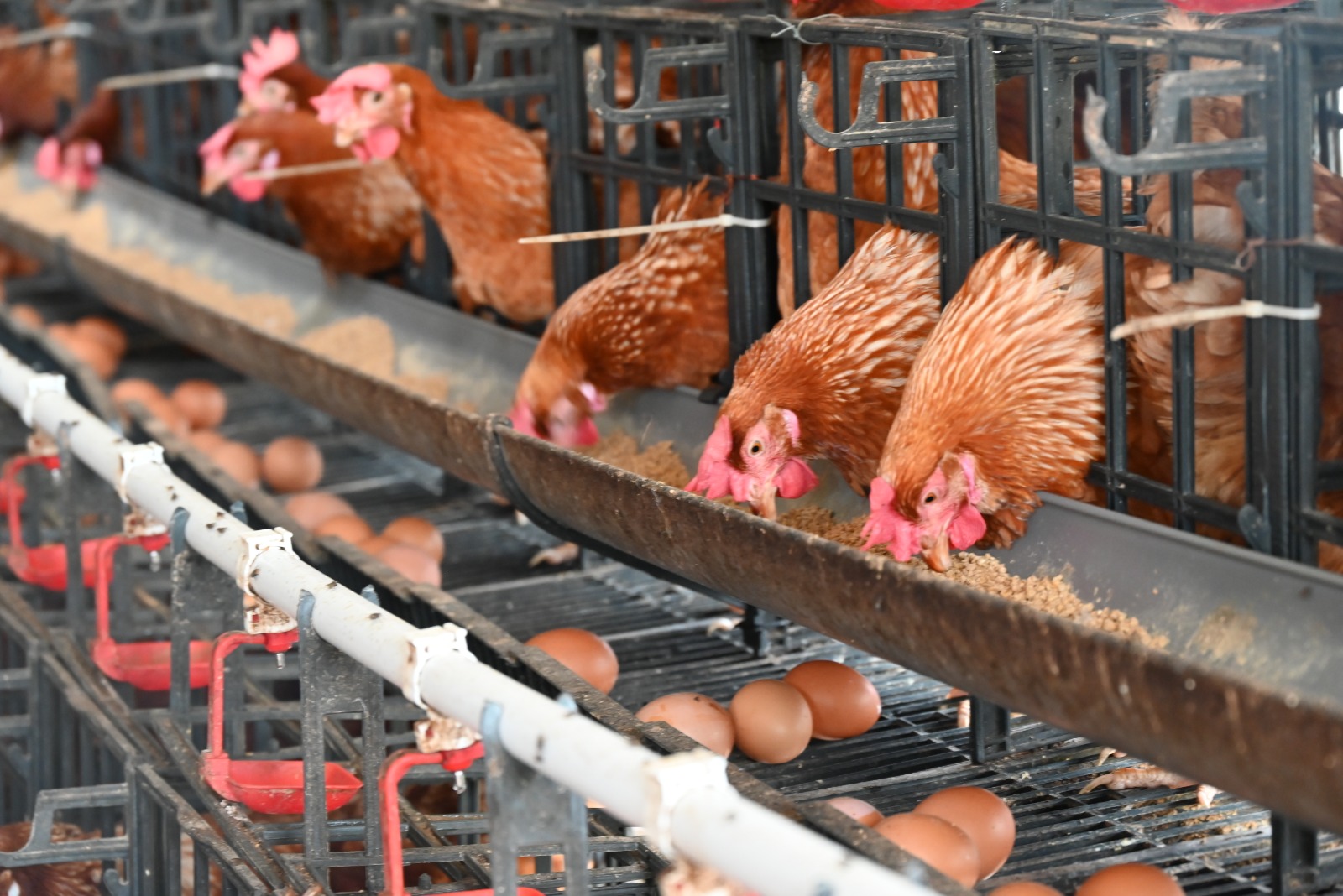 SPPG diinstruksikan BGN belanja telur ayam langsung ke peternak