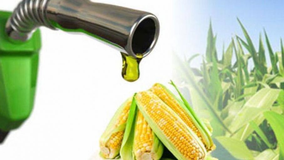 FAO: Permintaan jagung global meningkat untuk bioetanol di tengah kenaikan...