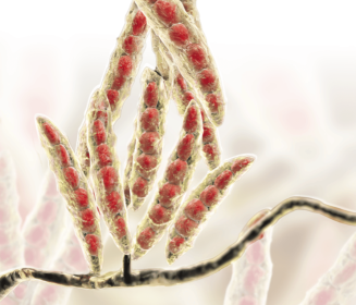 Biomarcadores de Micotoxinas Preguntas y Respuestas