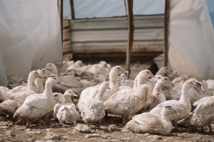 How WOAH’s new and revised chapters ensure better control of avian influenza
