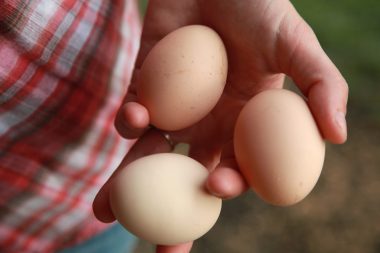 US Soy: The consistency factor for layers