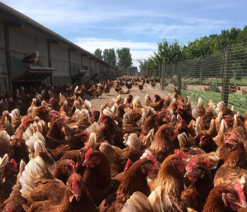 gallina en galpon