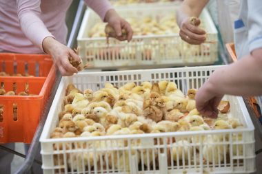 Impact of formaldehyde application in commercial hatchers on chick intestinal microbiota