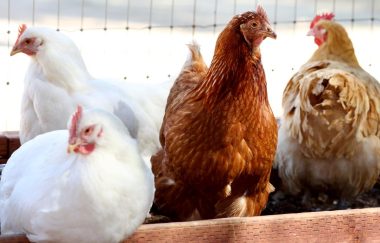 Heat waves are devastating Bangladesh’s livestock and poultry economy