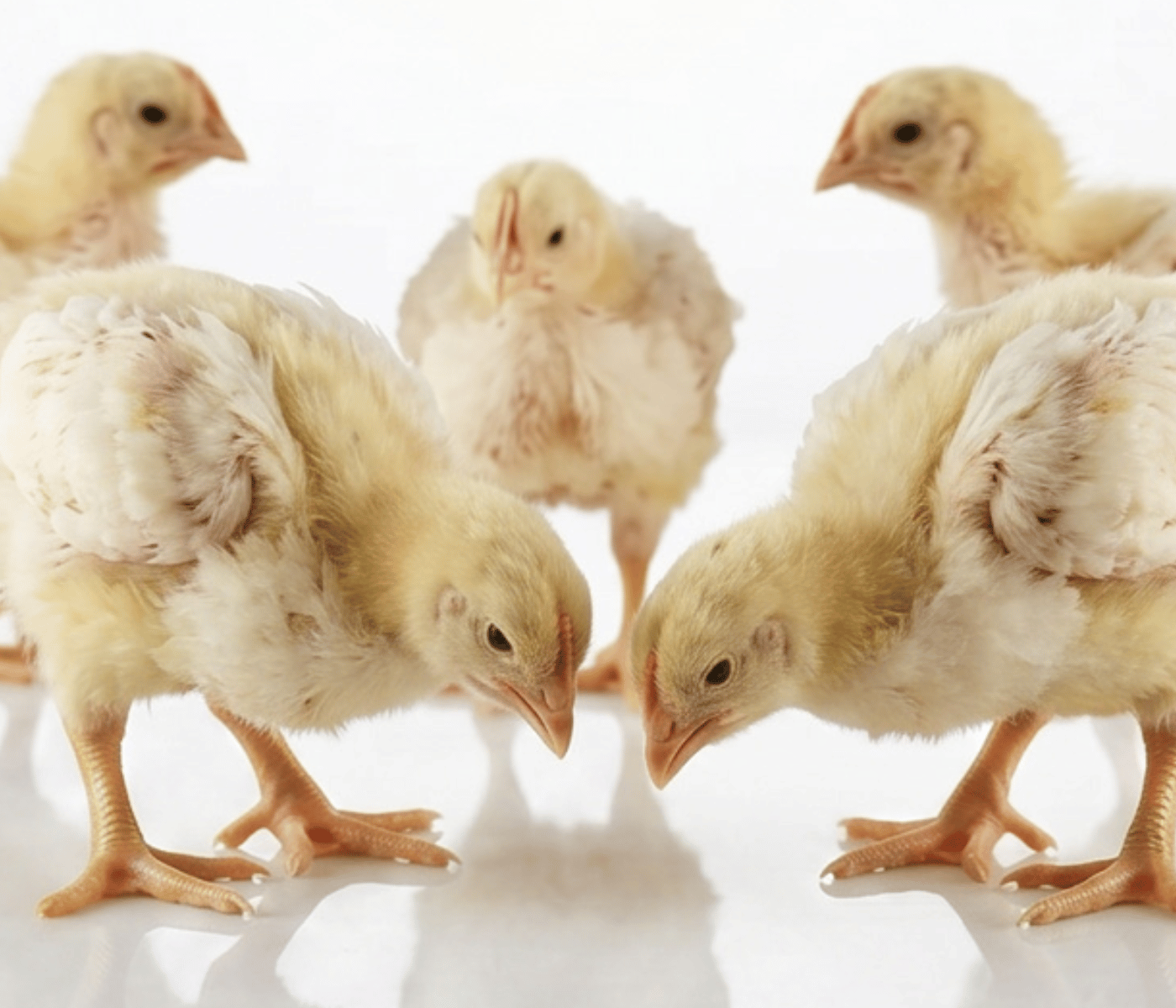 Sobresaliente: Cómo los Fitogénicos impulsan la producción animal
