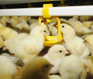 La nutrición de precisión impulsa una nueva etapa para la avicultura mexicana