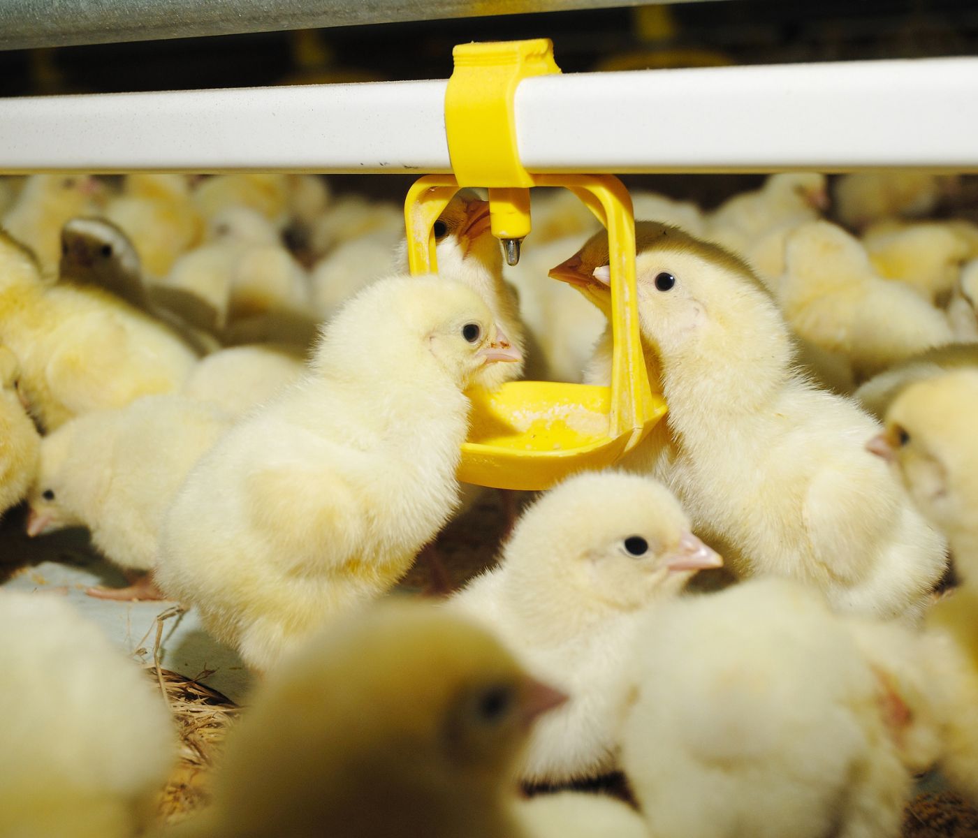 La nutrición de precisión impulsa una nueva etapa para la avicultura mexicana