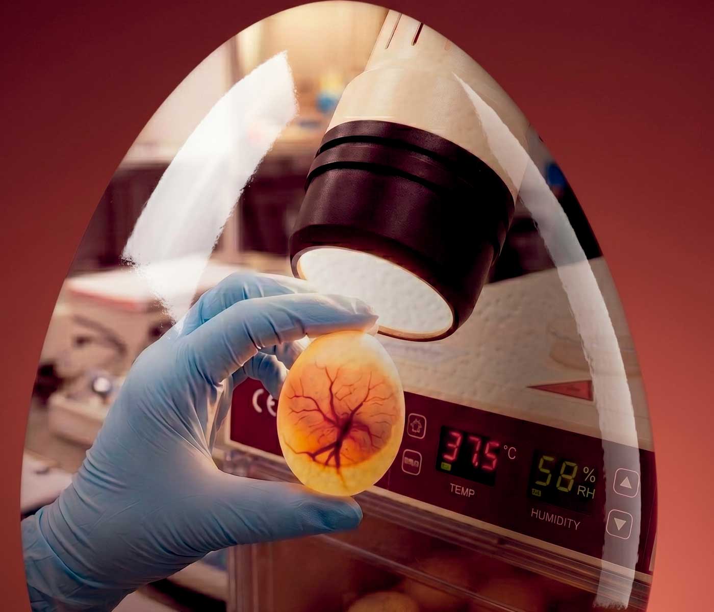 Latidos programados: Cómo la temperatura y la hipoxia durante la incubación moldean el corazón y el sistema vascular del pollito