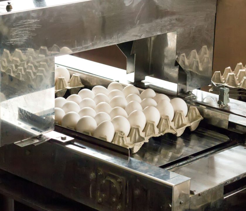 Chile: Aumento de la producción de huevos pese a la disminución de gallinas en postura