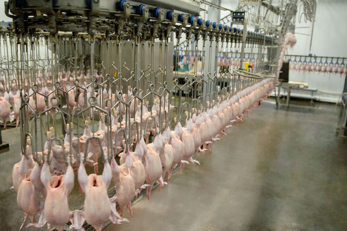 Harga ayam pedaging hidup turun, RPHU juga dalam kondisi sulit