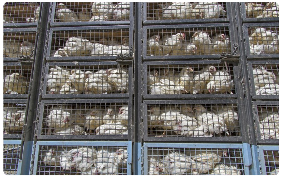 transporte de pollos de engorde