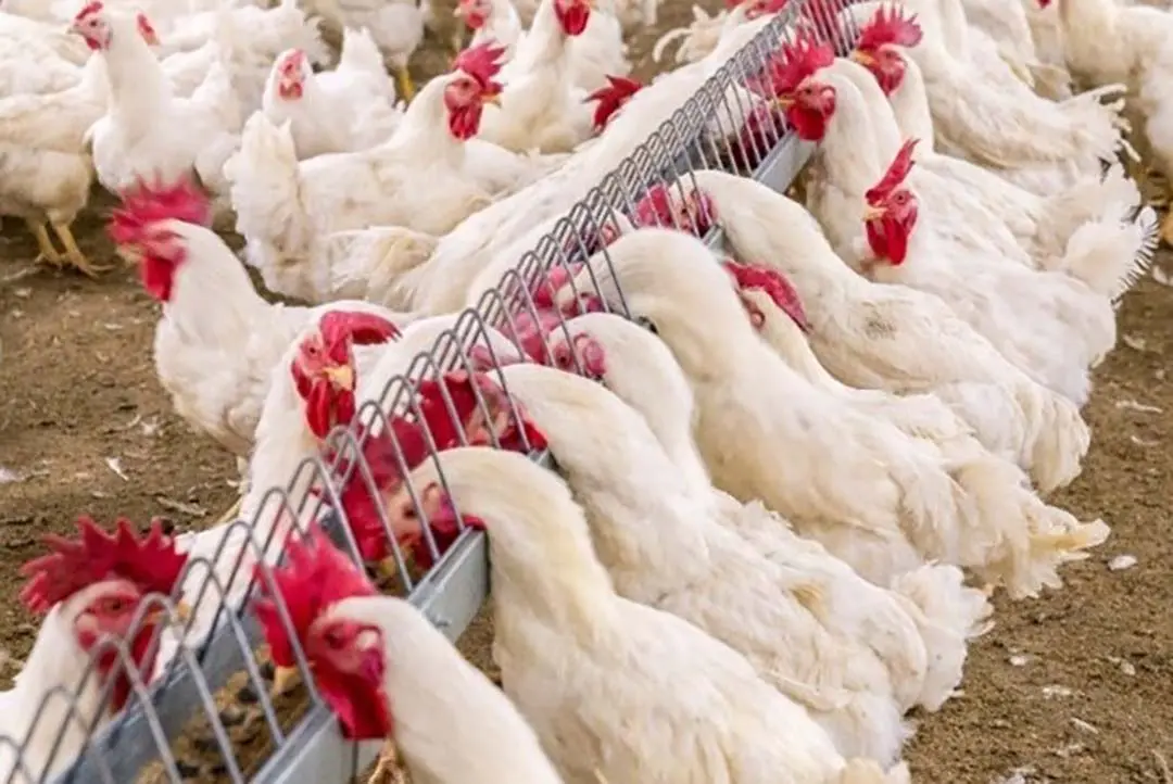 Optimizing male management in broiler breeders: Implication for semen quality, mating efficiency and reproductive performance