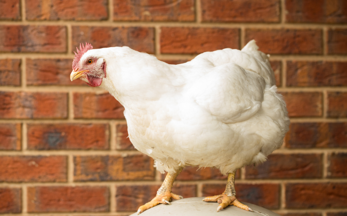 Crossbreeding Old and Modern Breeds for Broiler Production