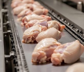 Calidad microbiológica de la carne de pollo: Impacto del sacrificio y control de Campylobacter