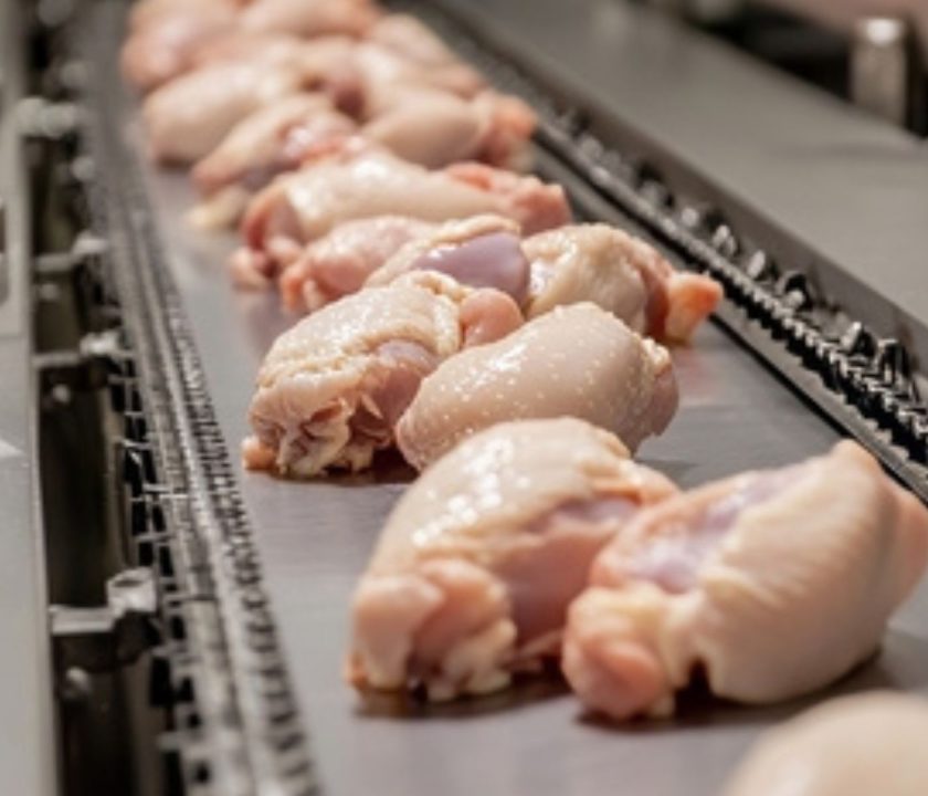 Calidad microbiológica de la carne de pollo: impacto del sacrificio y control de Campylobacter