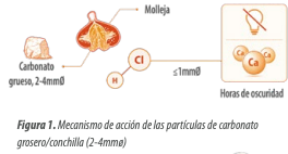 esquema-gallina