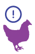 gallina