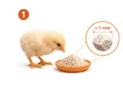 gallina