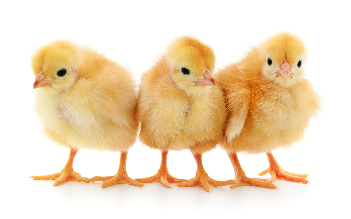 Chick Quality