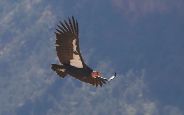 Boise Research Unlocks Condor Fertility Clues