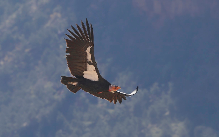 Condor