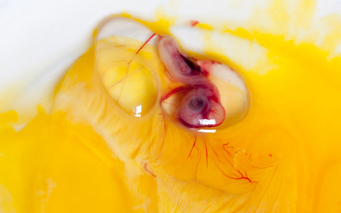 Embryonic Movement on Bone Mineral Density in Chickens