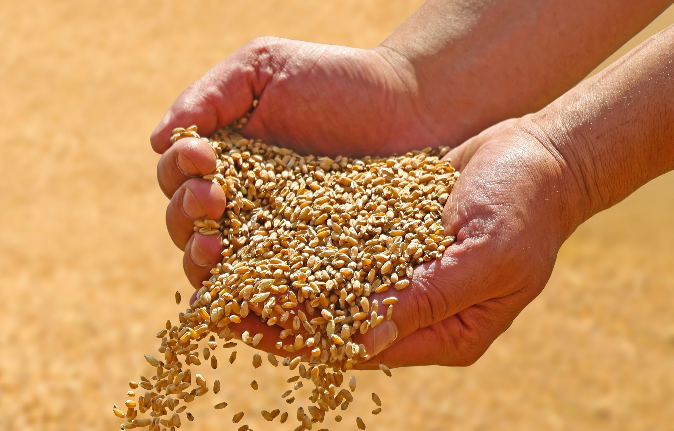 Feed efficiency as a system: From single solutions to integrated nutritional portfolios