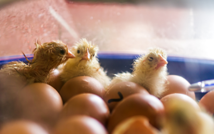 Understanding Why Chicks Hatch at Different Times