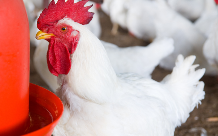 Heavier Weights Offset Slower Poultry Processing in June 2026