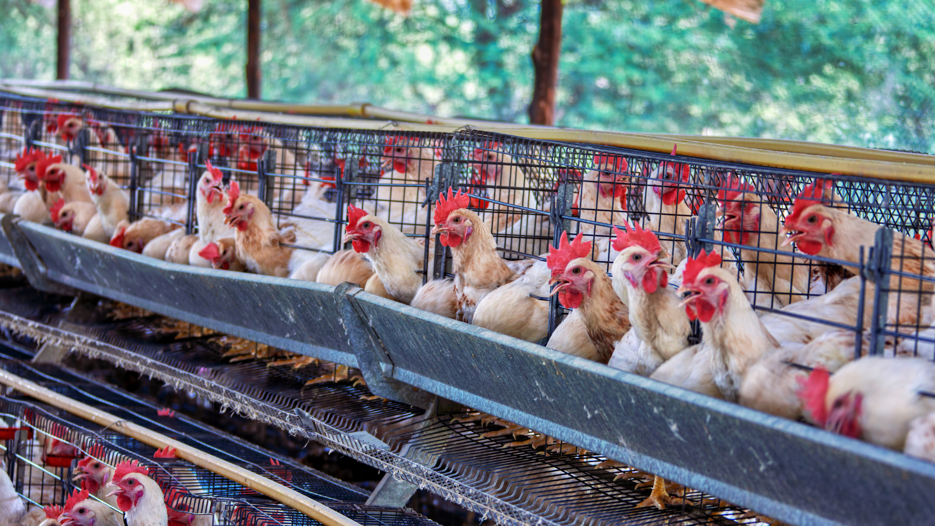 Vietnam’s breeding animal imports surge in first five months of 2026