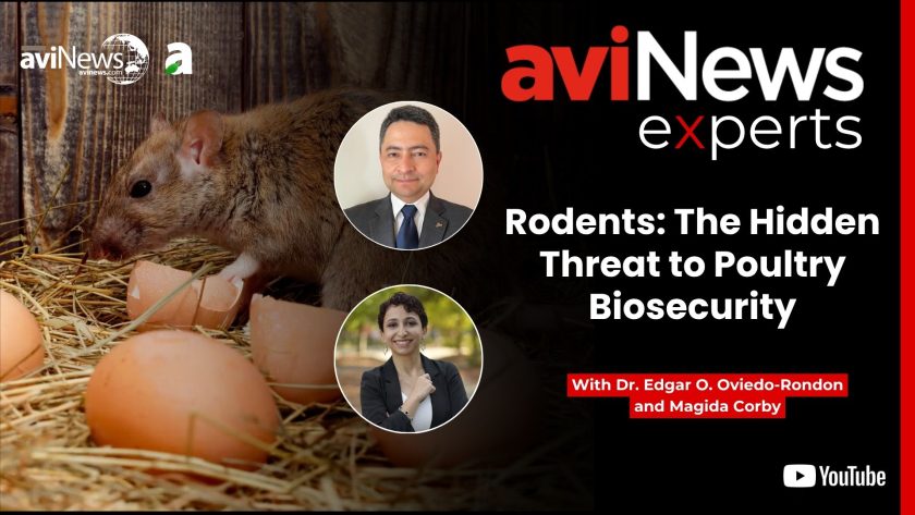 Rodents: The hidden threat to poultry biosecurity