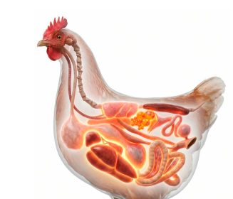 Fermnutral: Innovación postbiótica para maximizar la salud intestinal y la eficiencia en la avicultura