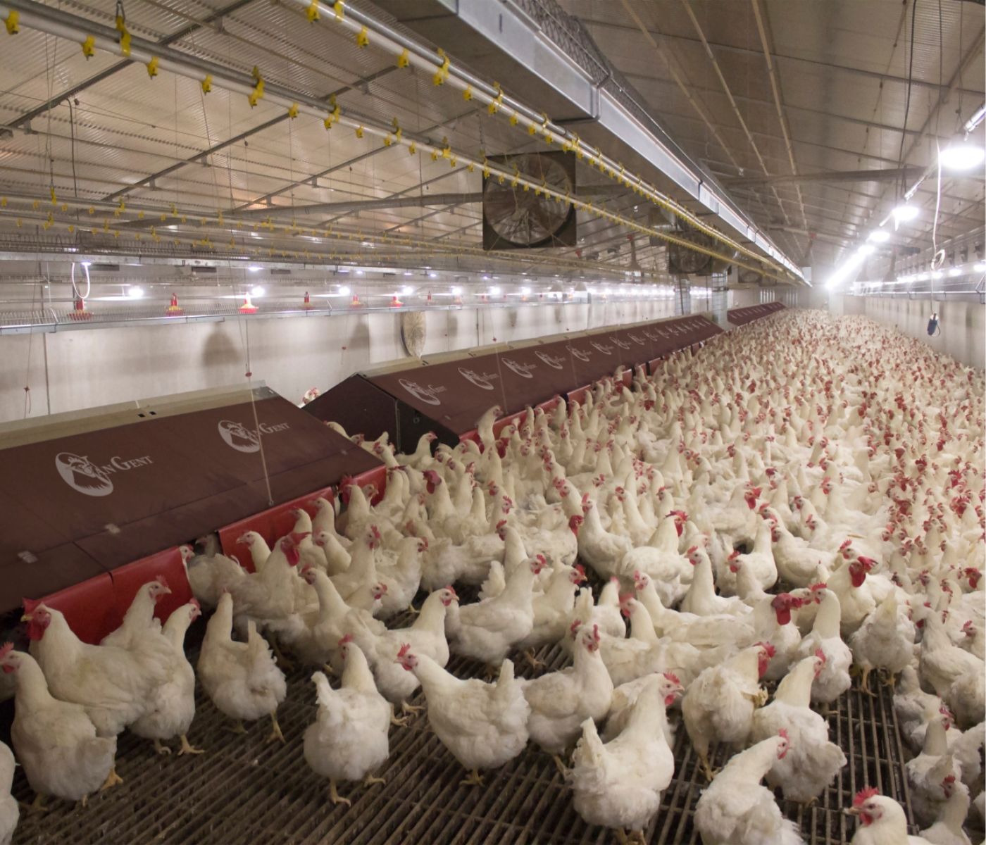 O ninho como fator crítico na produção de ovos férteis