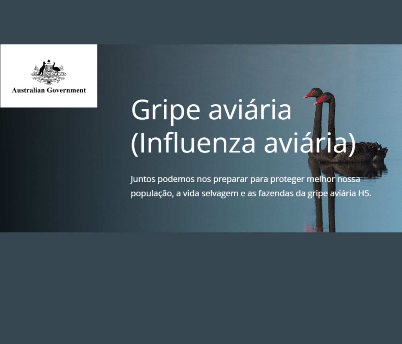 Austrália reforça vigilância contra influenza aviária e confirma que vírus segue restrito a aves silvestres