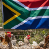 South Africa’s poultry
