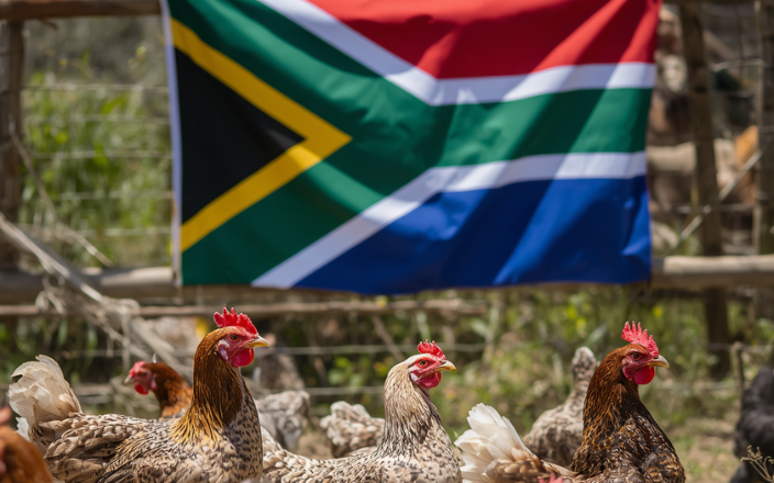 South Africa’s Poultry Output Rises Amid Logistics Strain