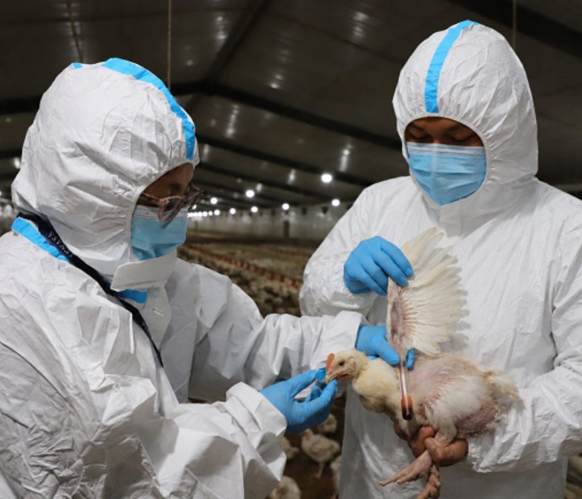 Perú: Declaran emergencia sanitaria nacional por brote de influenza aviar H5N1 en aves de corral