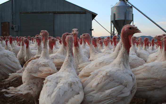 UK Updates Turkey Biosecurity Standards