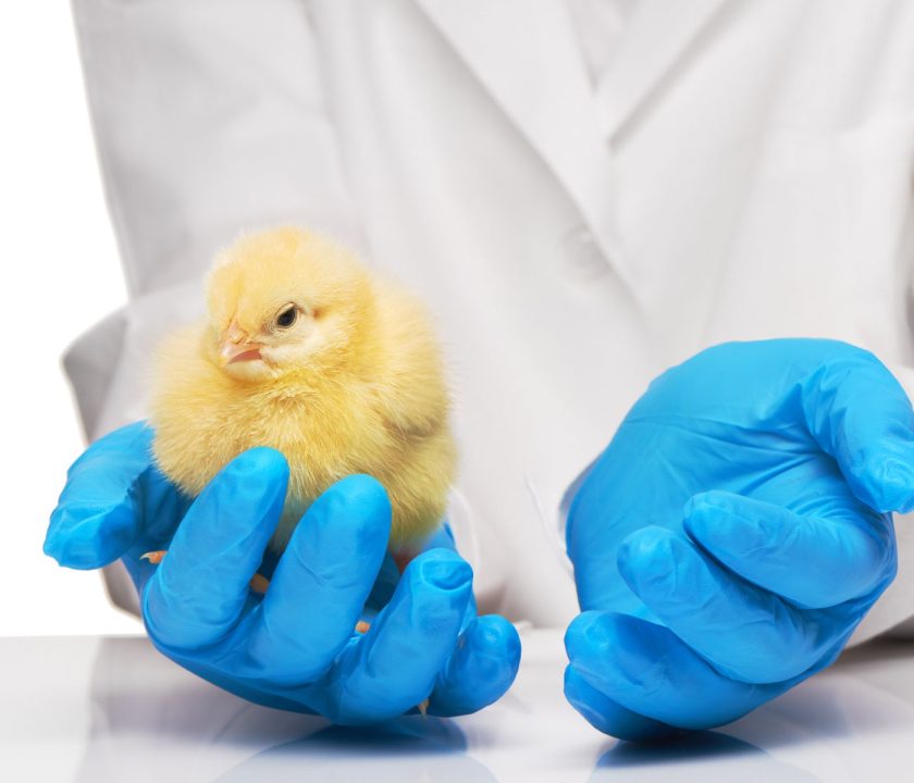 bioseguridad en pollos