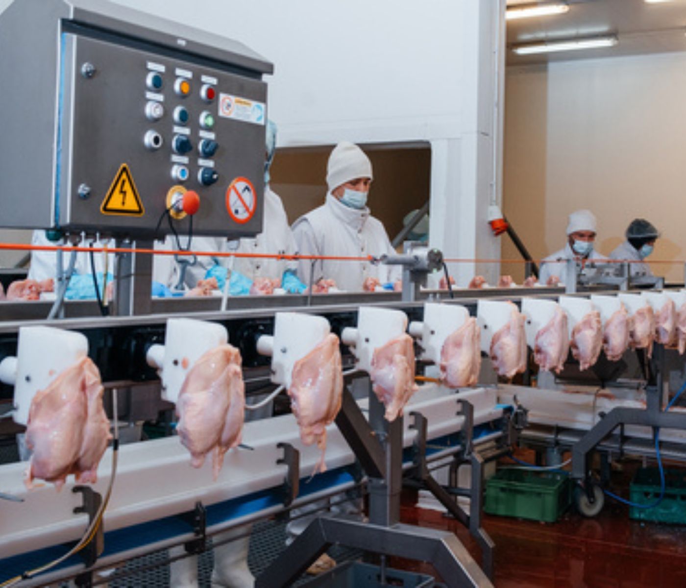 Calidad microbiológica de la carne de pollo: impacto del sacrificio y control de Campylobacter
