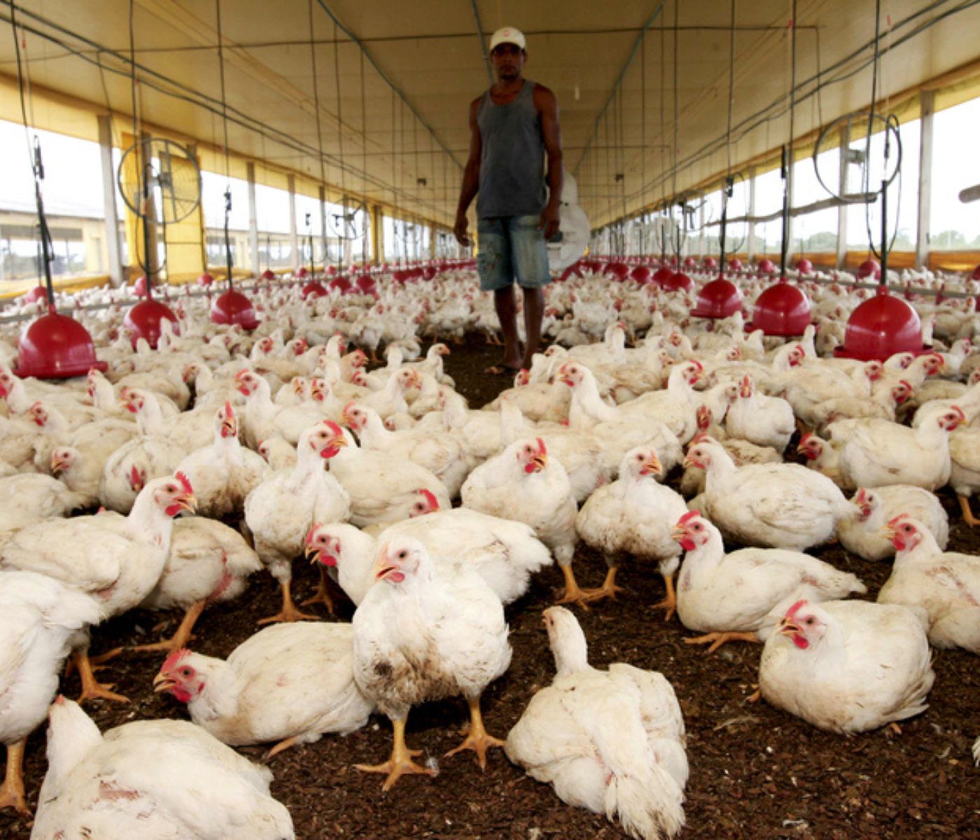 Gestión eficiente de la recogida y logística de aves: Claves para preservar el rendimiento hasta la planta de procesamiento