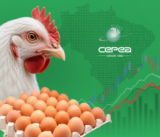 Férias escolares pressionam mercados de frango e ovos e reduzem rentabilidade da avicultura