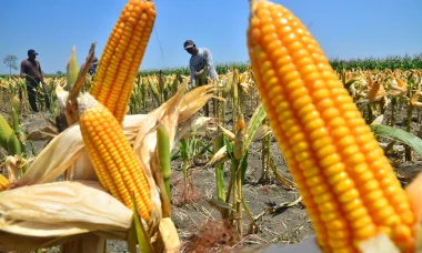 Indonesia boosts corn reserves to secure food supply